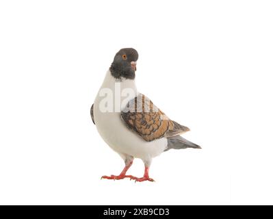 german modena pigeon isolated on white background Stock Photo