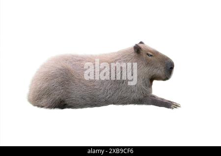 capybara isolated on white background Stock Photo