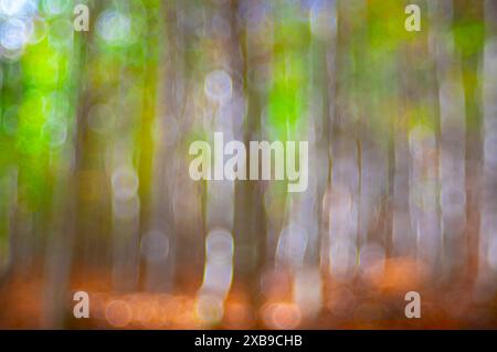 Abstract colorful bokeh. Defocused orange autumn background from natural forest out of focus. design element. Stock Photo