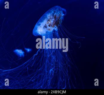 A close-up of jellyfish swimming gracefully in water Stock Photo - Alamy