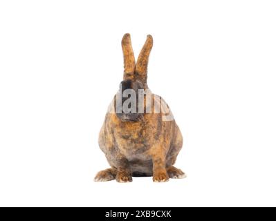 brown rabbit isolated on white background Stock Photo