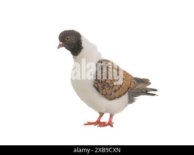 german modena pigeon isolated on white background Stock Photo