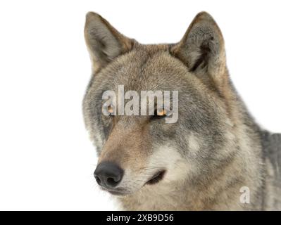 portrait gray she-wolf  isolated on white background Stock Photo