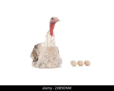 female gray turkey sitting near laid eggs isolated on white background Stock Photo