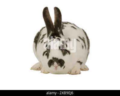 black and white rabbit sitting on a white background Stock Photo