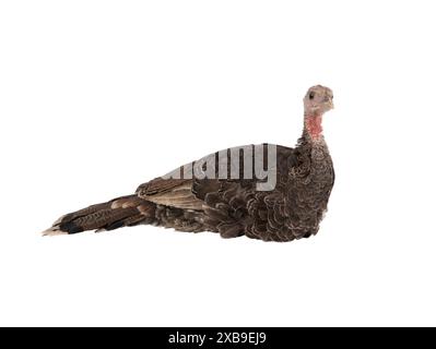 turkey sitting isolated on white background Stock Photo