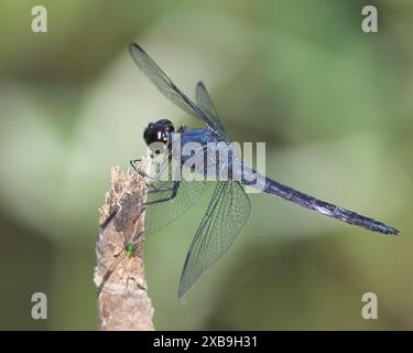 A close-up of a Male Slaty Skimmer perched on a twig with a blurred green background. Stock Photo