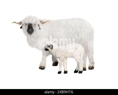 Welsh black-faced sheep with a small cub in front of a white background Stock Photo