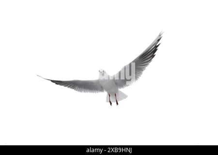 Seagull in flight with spread wings isolated on white background Stock Photo