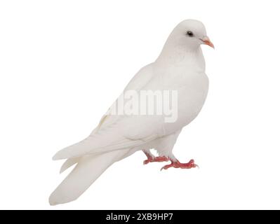 white dove isolated on white background Stock Photo