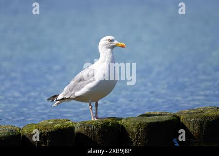 European herring gull (Larus argentatus) standing on wooden groynes with green growth Stock Photo