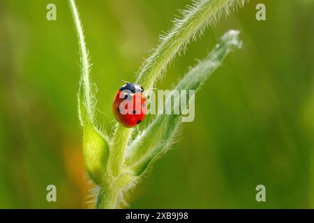 Seven-spot ladybird on the hairy stem of a green plant Stock Photo