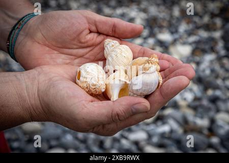 A woman with cupped hands holding whelk shells at the beach Stock Photo