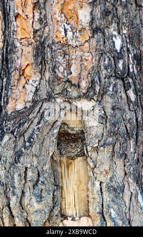 Tree trunk close up. Stock Photo