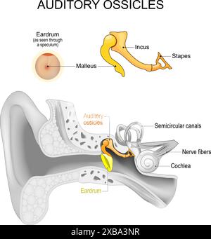 Anatomy of the inner ear. Close-up of Hair cells Inside the cochlea ...
