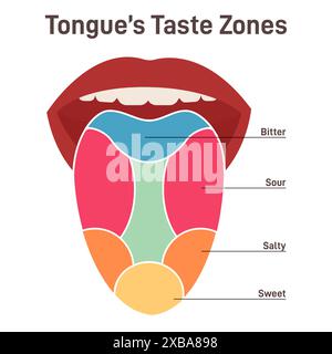 Human tongue. Muscular organ with papillae, taste receptors zones. Sweet, salty, sour, bitter. Part of the digestive system. Flat vector illustration Stock Vector