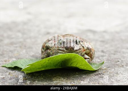 American frog, amphibian animal. Big toad from Australia, background. Batrachian in the wild, amphibian frog. Green leaf. Stock Photo