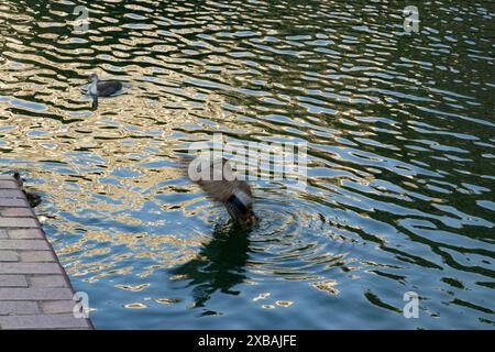 Female mallard duck in water flapping its wings at sunset Stock Photo