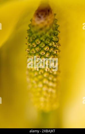 Close-up of western skunk cabbage with detail on the spadix Stock Photo