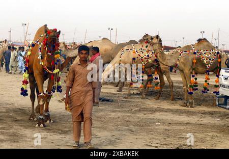 Camels are being selling at a make-shift sacrificial animals cattle ...