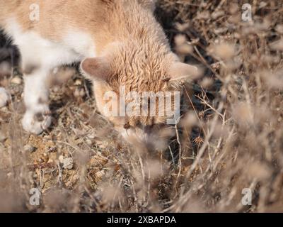 Non-pedigree tabby sandy-colorued beige beautiful cat walking and camouflaging in dry beige grass. Stock Photo