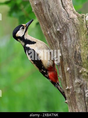 A Great Spotted Woodpecker (Dendrocopos major) on a tree trunk in Gloucestershire UK Stock Photo