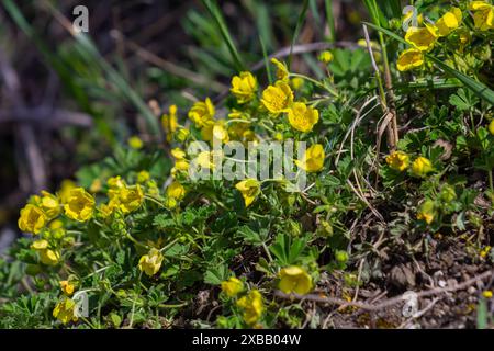 Yellow Flowers Of A Creeping Cinquefoil, Also Called Potentilla Reptans 