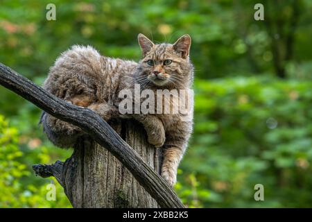 European wildcat / wild cat (Felis silvestris silvestris) resting on dead tree trunk in forest Stock Photo