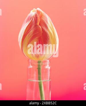 Closeup of the tangerine rose and yell multicoloured flowering tulip Tulipa Dordogne seen resting on the edge of a glass jar filled with water. Stock Photo