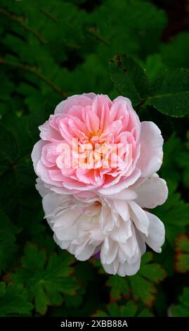 Closeup of the pale pink fading to white flowers of the summer flowering English garden shrub rose rosa elizabeth. Stock Photo