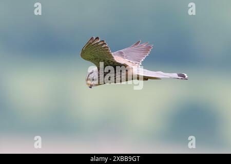 Male Common Kestrel searching for prey Stock Photo