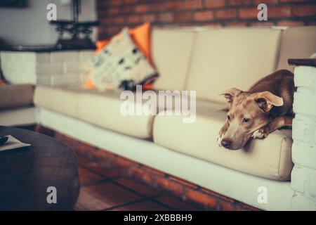 Selective focus on a brown dog lying on a beige sofa in a cozy living room with brick walls and colorful cushions. The image captures a serene domesti Stock Photo