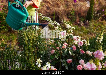 Woman watering Chippendale rose in bloom with watering can in summer garden. Gardener taking care of flowers. Close up of shrub by lavender Stock Photo