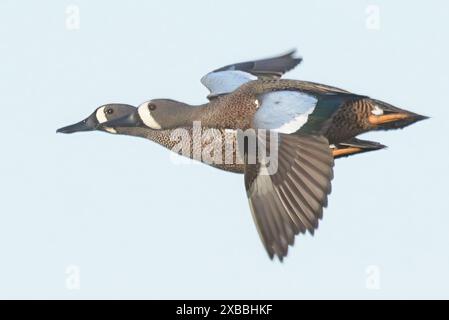 Two blue-winged teal ducks in flight against a clear sky Stock Photo