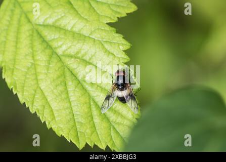 Great Pied/ Pellucid Hoverfly (Volucella pellucans) perched on a leaf Stock Photo