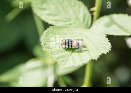 Great Pied/ Pellucid Hoverfly (Volucella pellucans) perched on a leaf Stock Photo