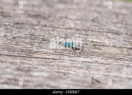 Resting Ruby-tailed Wasp (Chrysis sp.) at Rye Meads, Herts Stock Photo