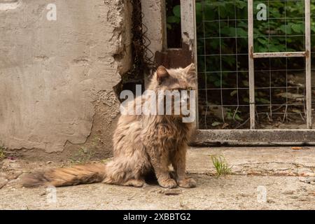 Adorable shaggy stray street cat closeup town on pavement Stock Photo