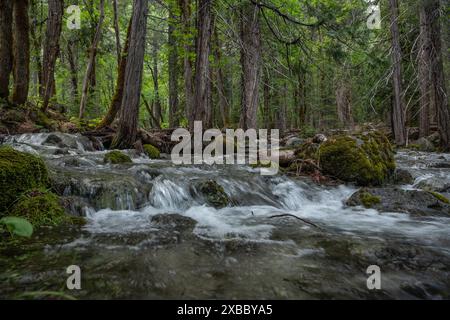 A section of a river flowing through the forest in the Shasta trinity alps national forest in Northern California, USA, North America. Stock Photo