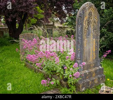 Ancient grave and headstone full of wild pink flowers in churchyard in Tetbury, Gloucestershire, UK on 11 June 2024 Stock Photo