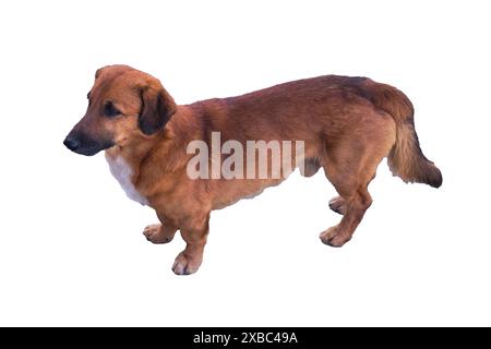 Mixed dachshund with a red mongrel isolate on a white background close-up. Stock Photo