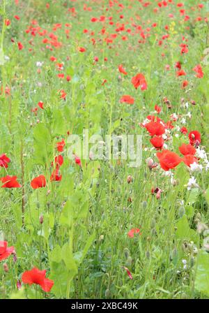 Wild poppies in a field  near Selby on a summers evening in North Yorkshire UK Stock Photo