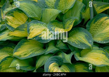 A hosta flower with green and yellow leaves with water drops in the garden Stock Photo