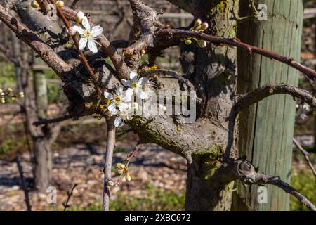 Old thick plum tree branch with new blossoms on it during spring blossoming season. Stock Photo