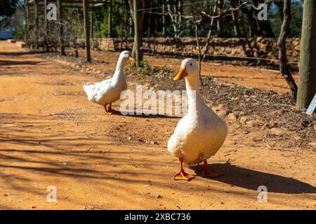 Two white geese walking in an agricultural farm setting on a dirt road. Front goose in focus Stock Photo