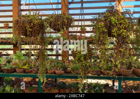 Selection of different kind of succulent plants in terracotta clay pots on metal frames and some hanging,  against a wooden frame fence as background. Stock Photo