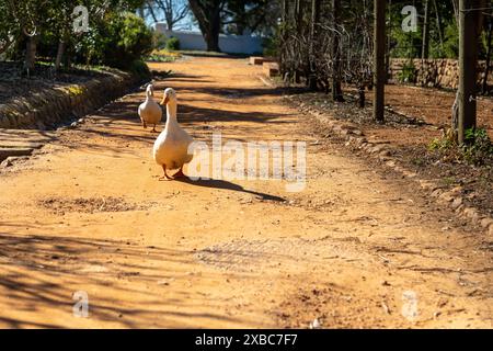 Two white geese walking down a dirt footpath way Stock Photo