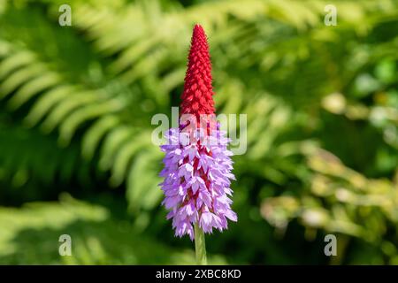 Close up of an orchid primrose (primula vialli) in bloom Stock Photo