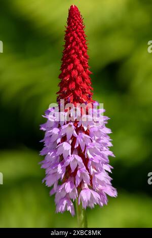 Close up of an orchid primrose (primula vialli) in bloom Stock Photo