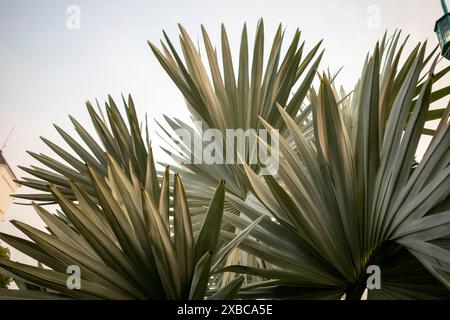 Bismarckia nobilis or Bismarck palm leaf, a palm tree for a politician. Stock Photo